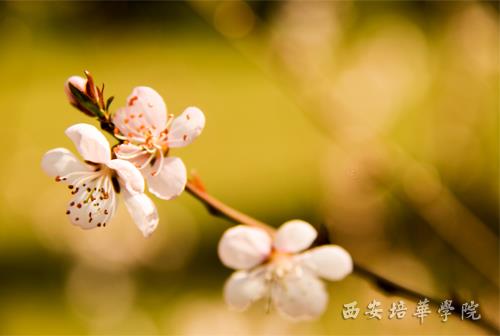 西安培华学院校园风景:魅力培华 春意盎然(组图