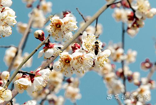 西安培华学院校园风景:魅力培华 春意盎然(组图