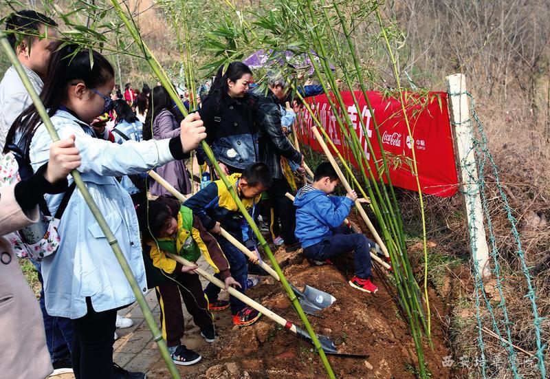 孩子们拿起铁锹栽下爱心竹 本报记者马昭摄 由三秦都市报全媒体、西安鲸鱼沟竹海风景区和中粮可口可乐饮料(陕西)有限公司联合主办,西安培华学院协办的“传递快乐绿美家园”大型公益植树活动,10日上午盛大开启,无人机航拍直播千人栽下千棵爱心竹,19.8万人在线观看。 “三秦都市报读者林”遍布全省 昨日上午,鲸鱼沟竹海风景区,“传递快乐绿美家园”活动启动现场,三秦都市报副社长、三秦网总编辑刘根社说,本报已连续十多年在植树