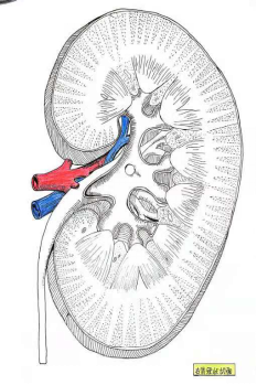 肾的解剖结构图手绘图片
